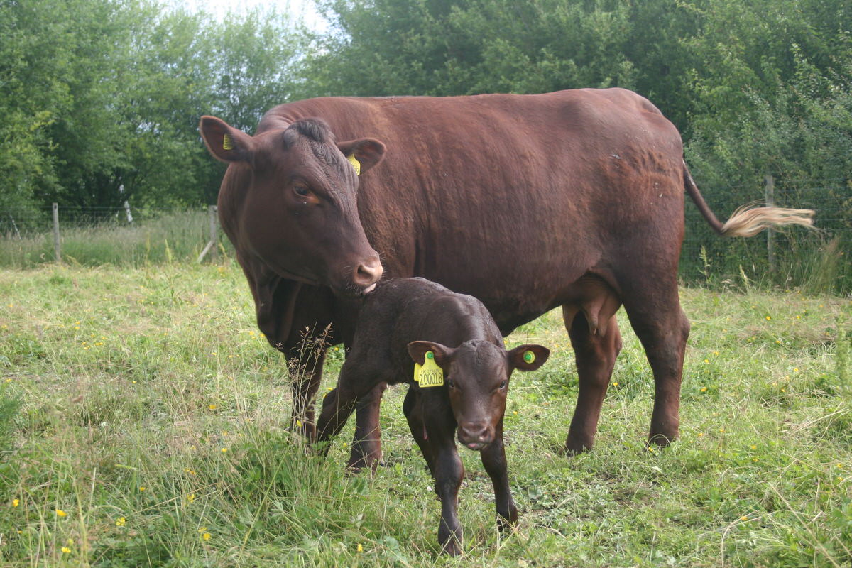 Sussex cow and calf