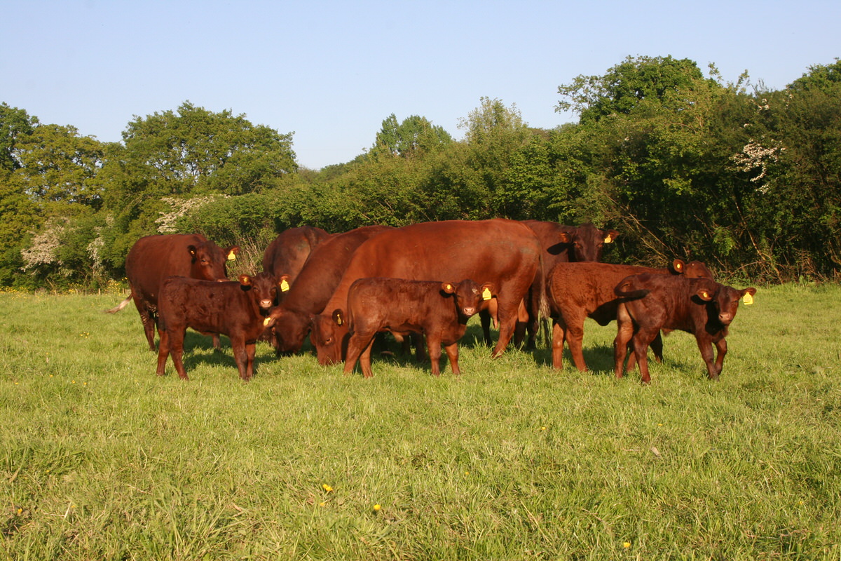 72 Sussex herd sunshine