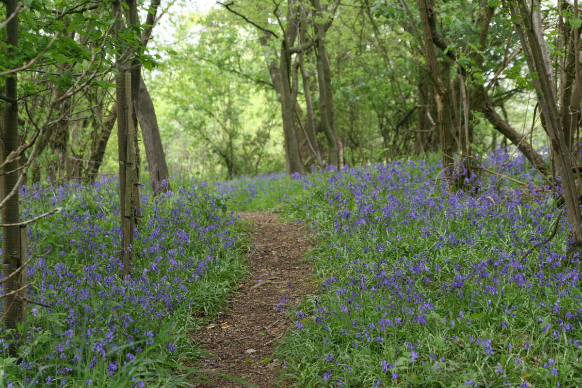 Uphill into bluebell woods