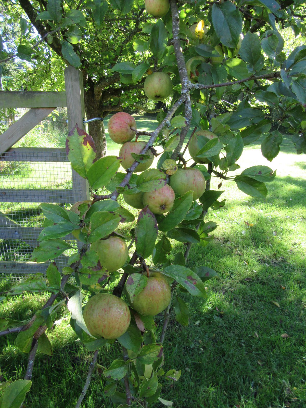 Bountiful harvest