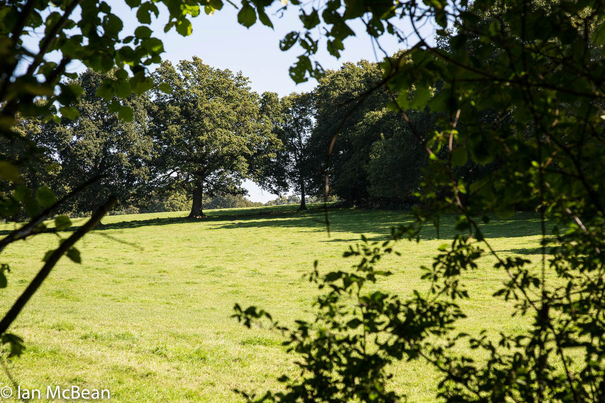 View through the fields