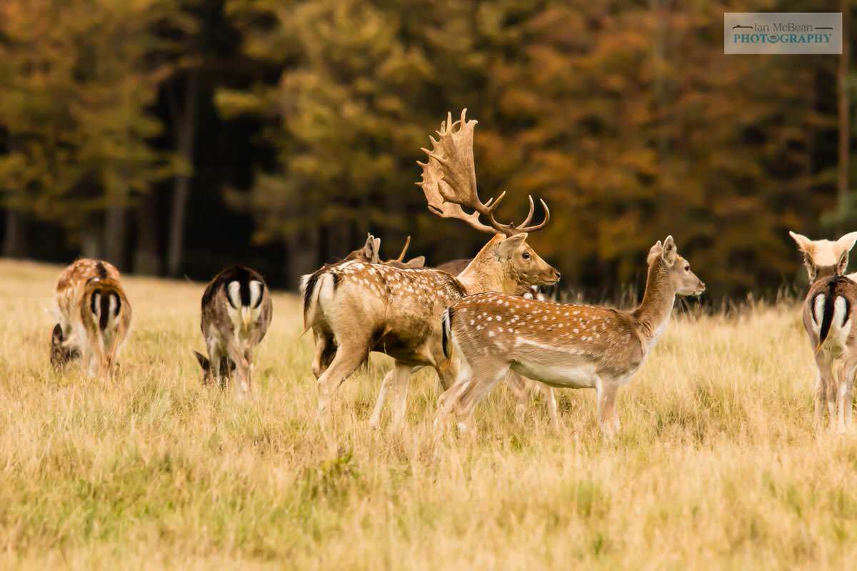 Fallow Deer Petworth Park