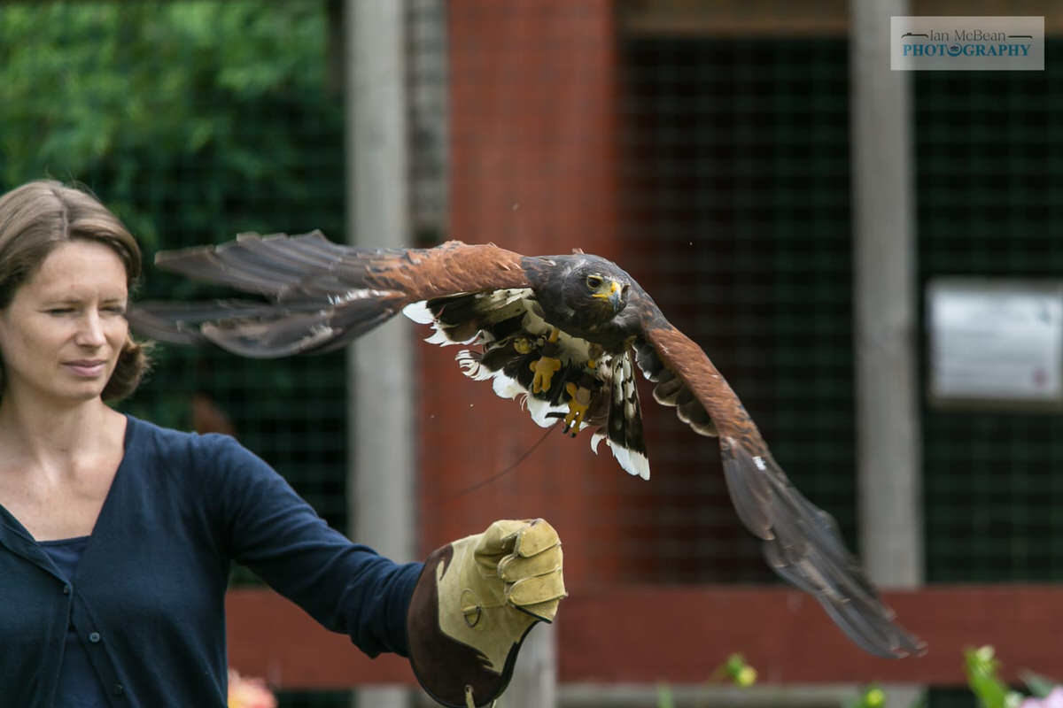 Huxleys Birds of Prey