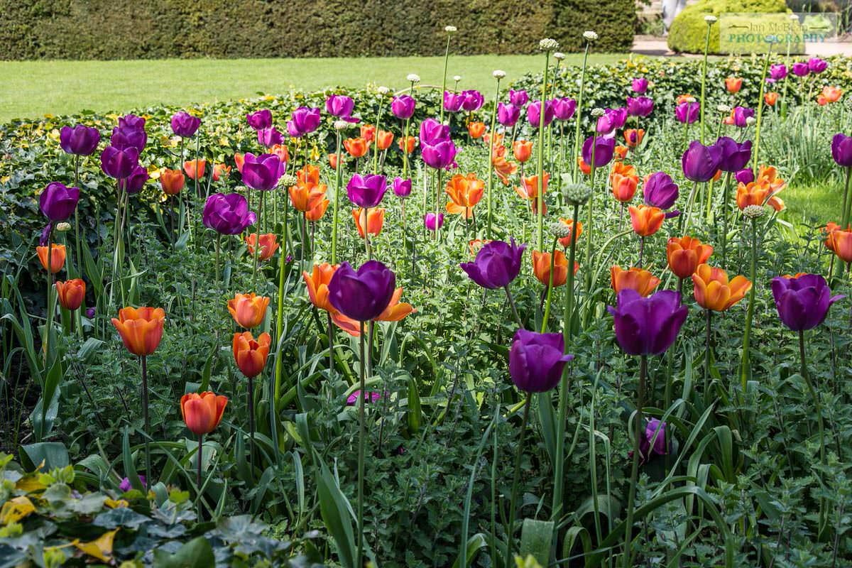 Nymans - Tulip border