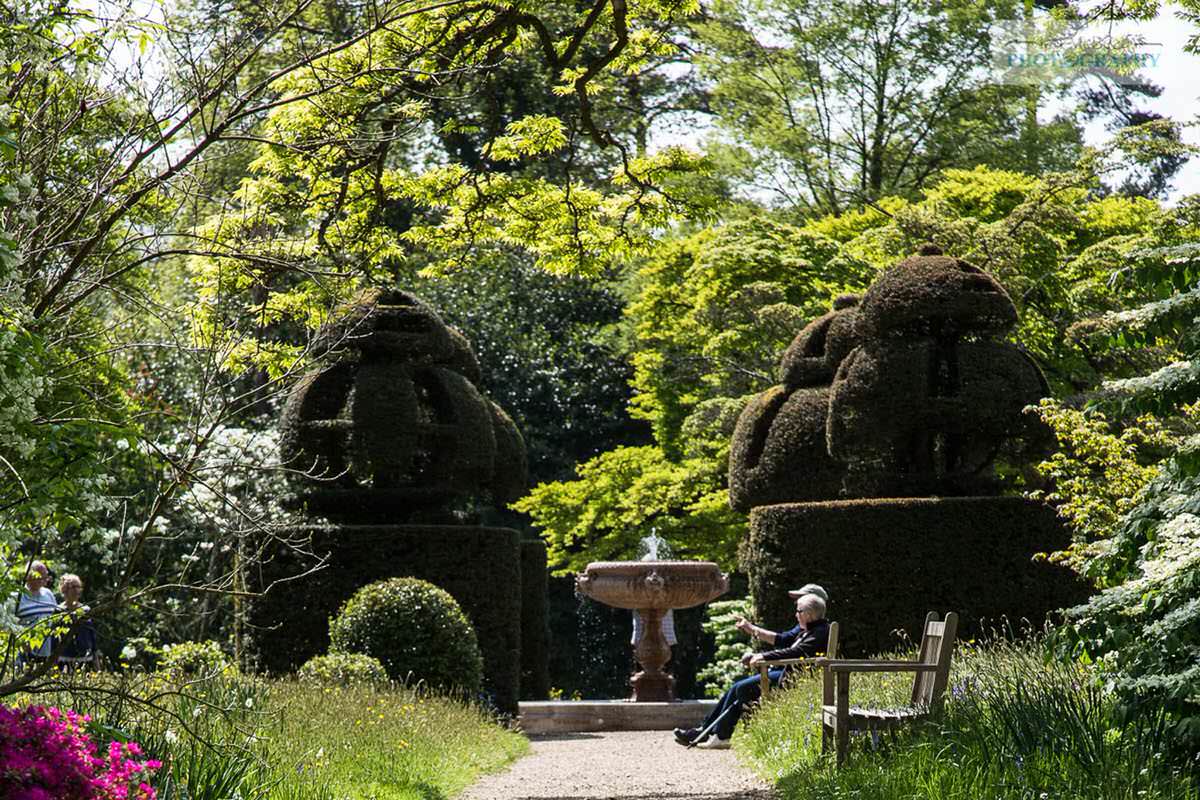 Nymans - topiary