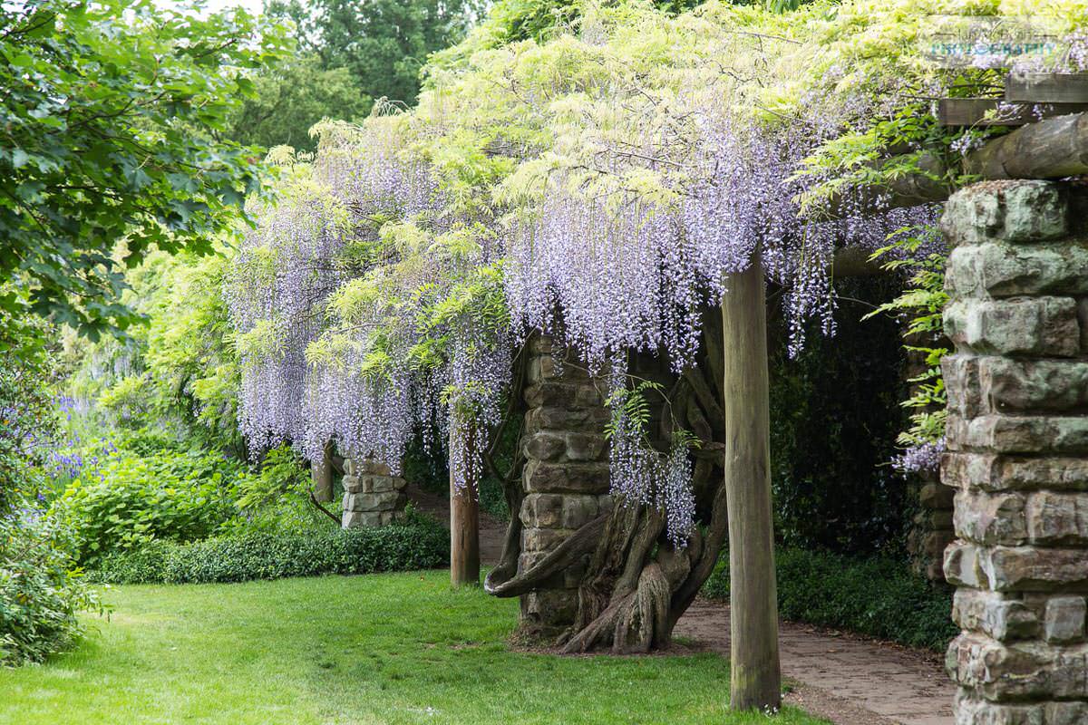 Nymans Gardens Wisteria