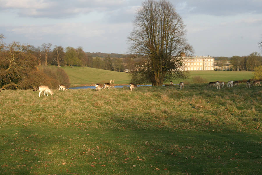 Petworth Park