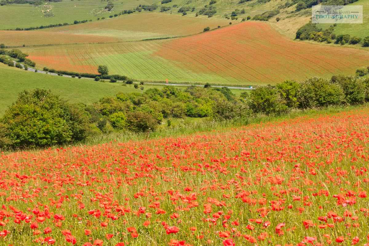 Poppies on the Downs