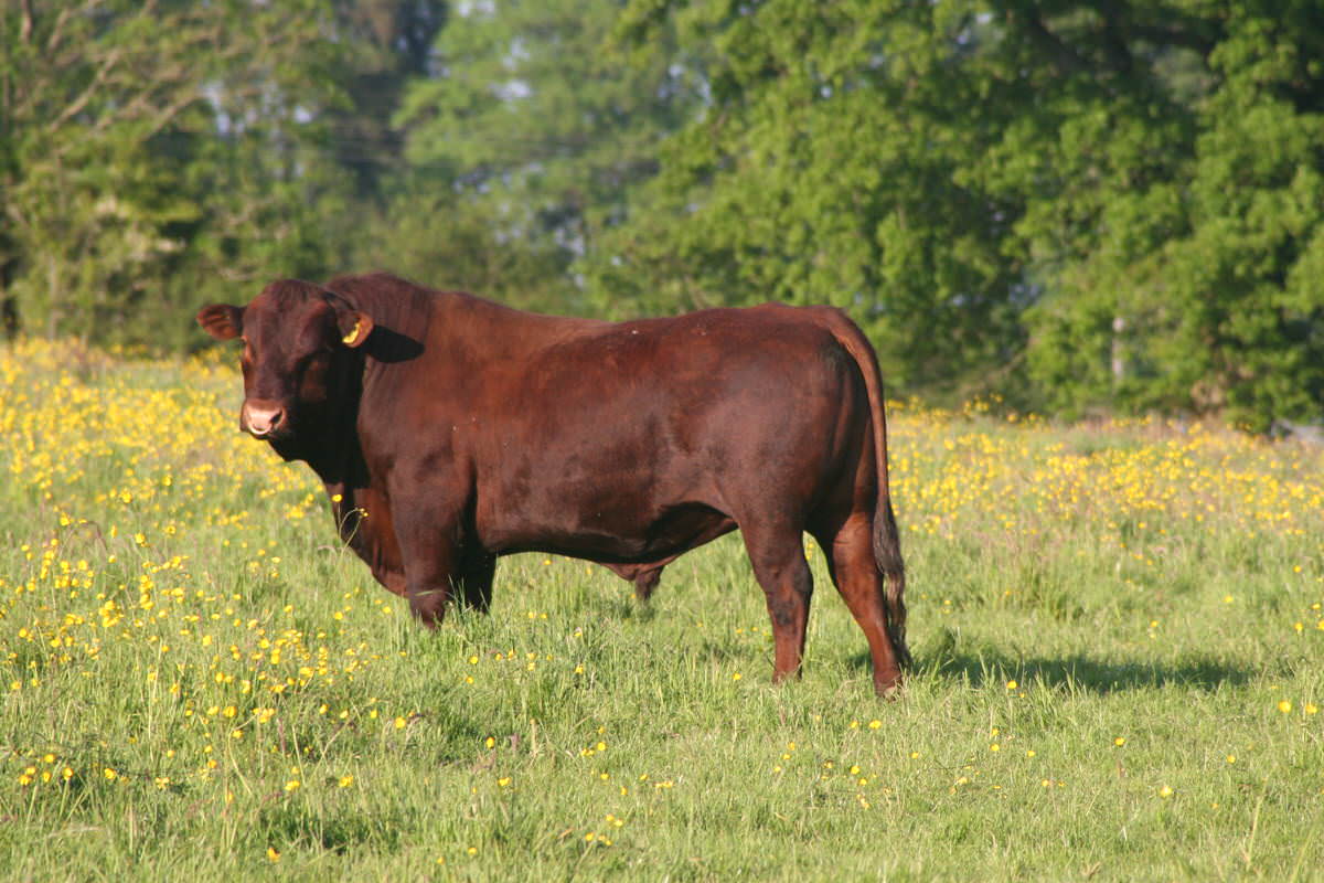 Bernie the bull