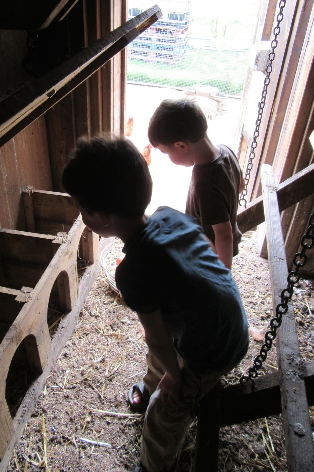 Egg nest boxes