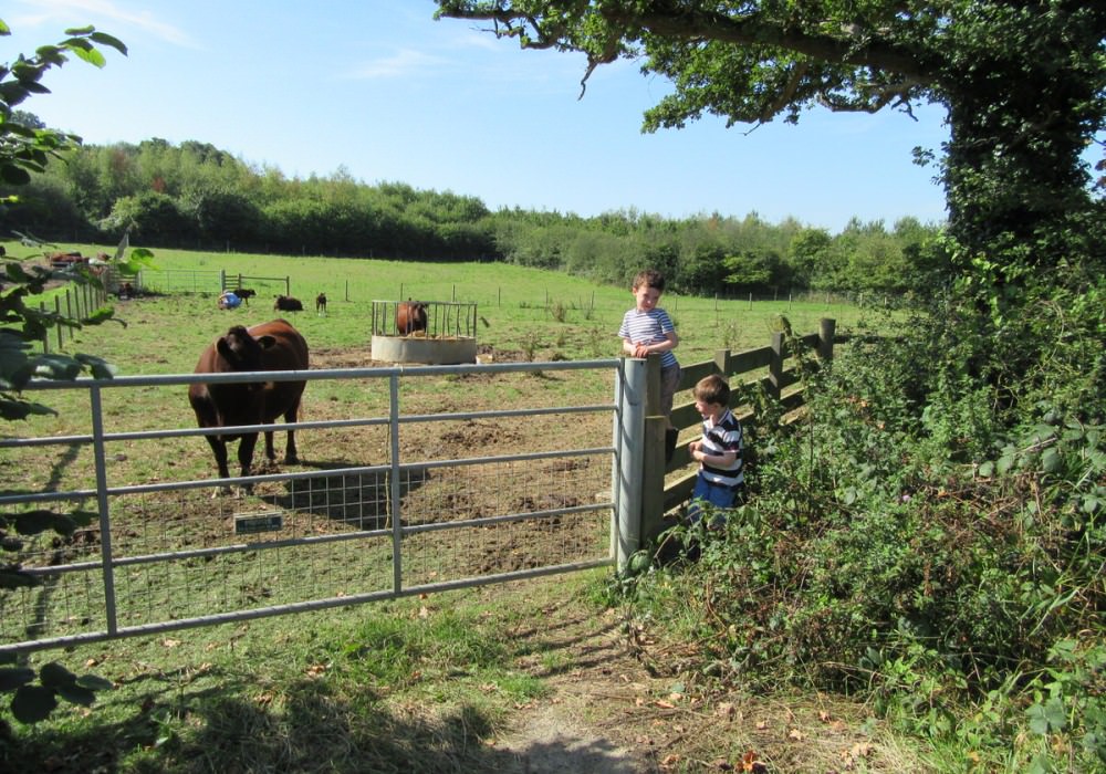 Exploring the farm