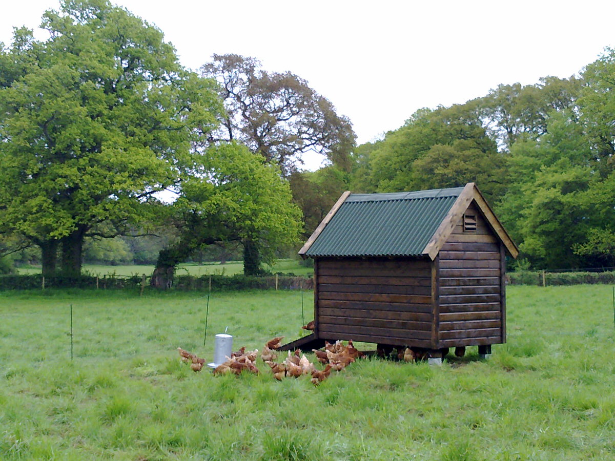 Free-range hens