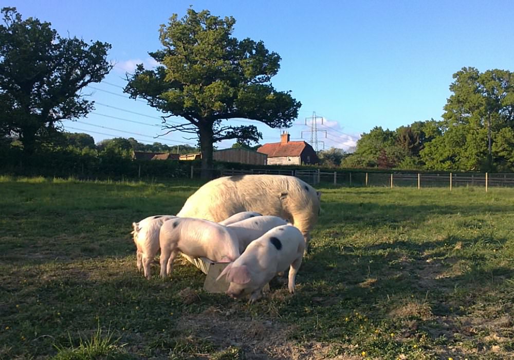 Gloucester Old Spot pigs