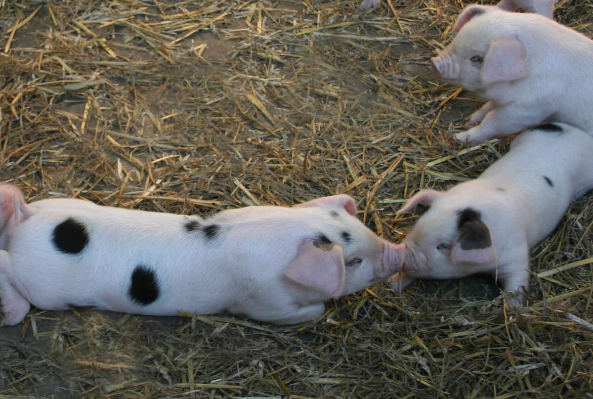 Kissing piglets