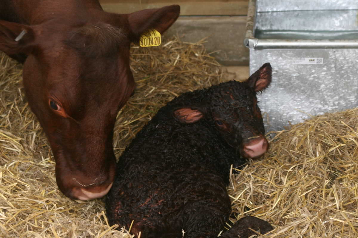 New-born calf Gertie