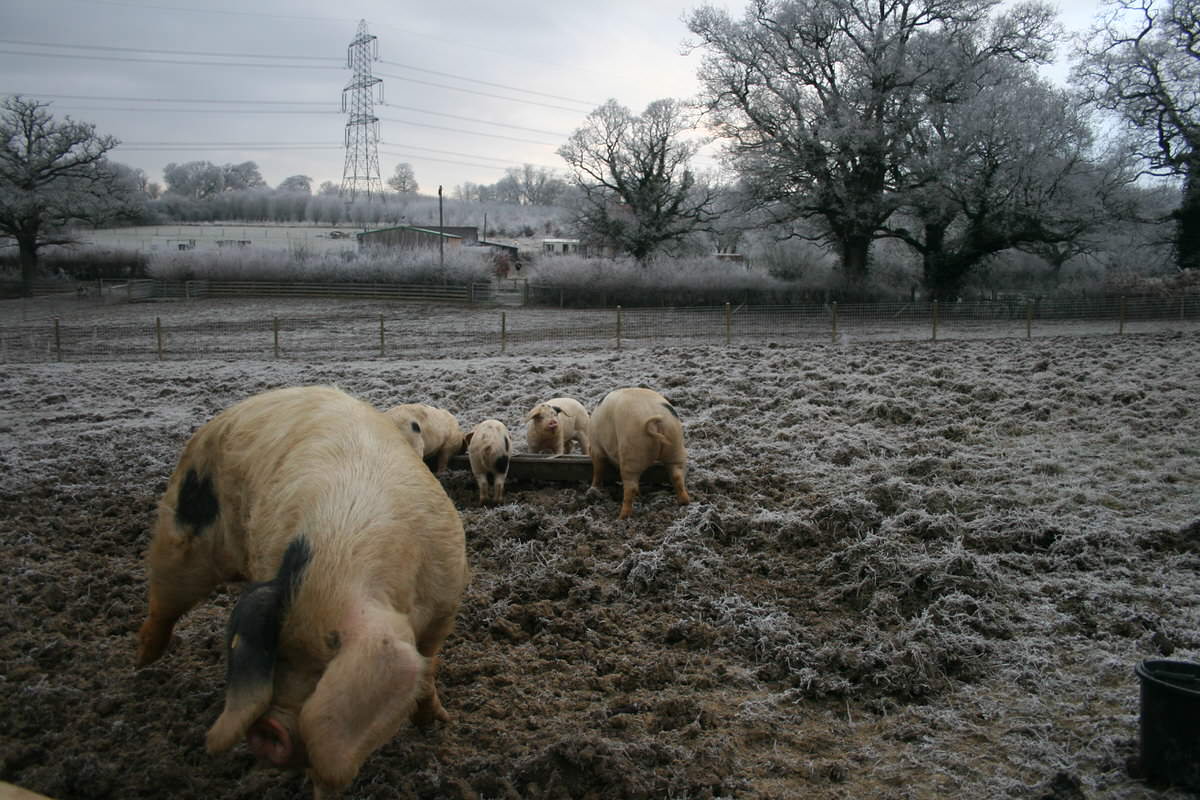Pigs on a frosty morning