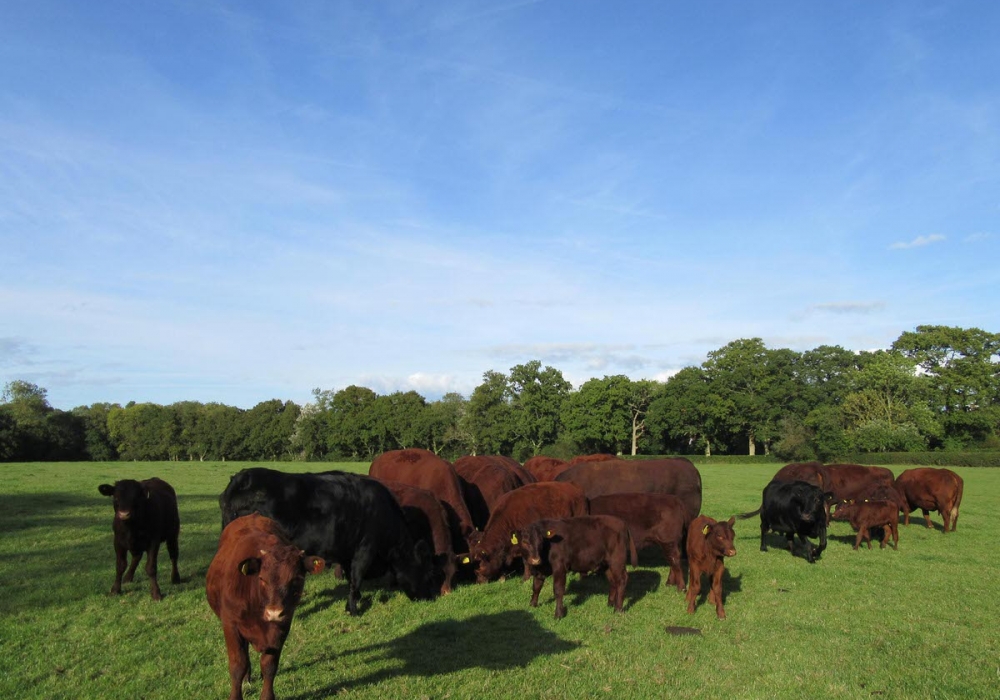 Our Herd of  Pedigree Sussex Cattle